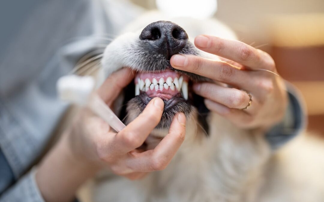 Pet oral spray